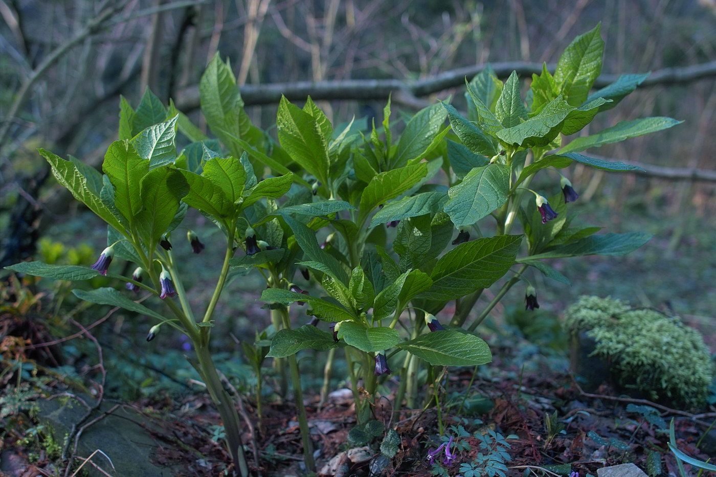 Image of Scopolia caucasica specimen.