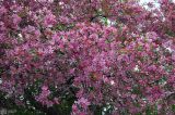 Malus × purpurea