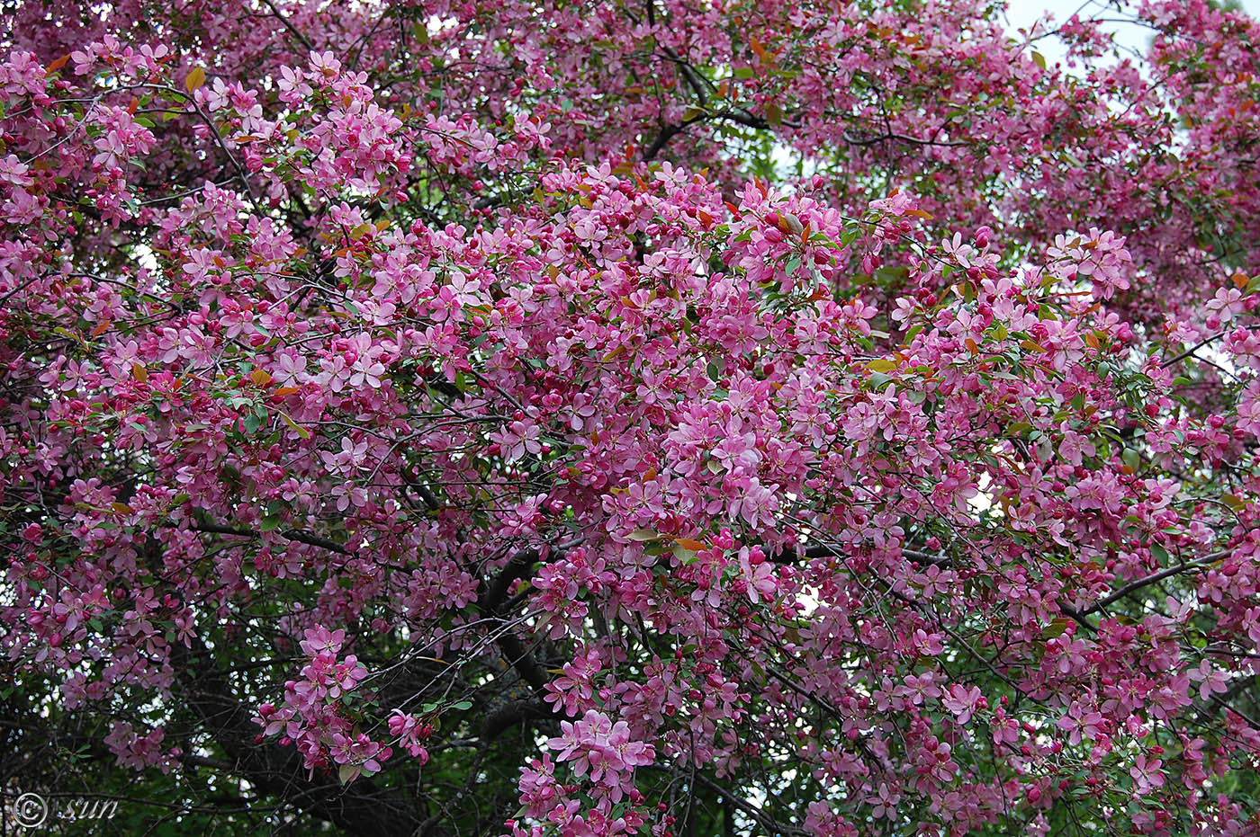 Изображение особи Malus &times; purpurea.