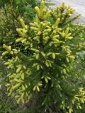 Picea abies