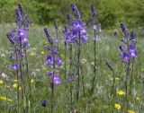 Veronica gentianoides