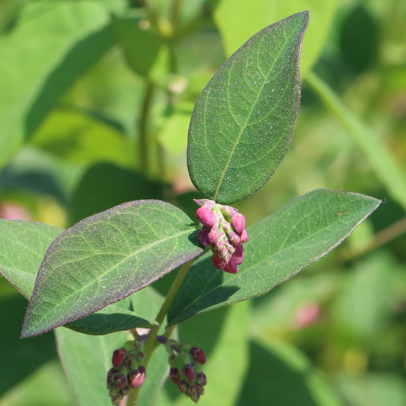 Изображение особи Symphoricarpos albus var. laevigatus.