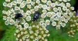 род Achillea