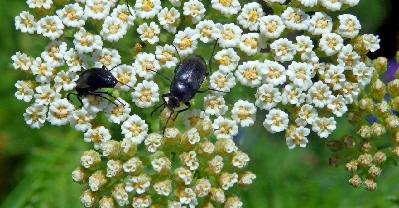 Изображение особи род Achillea.