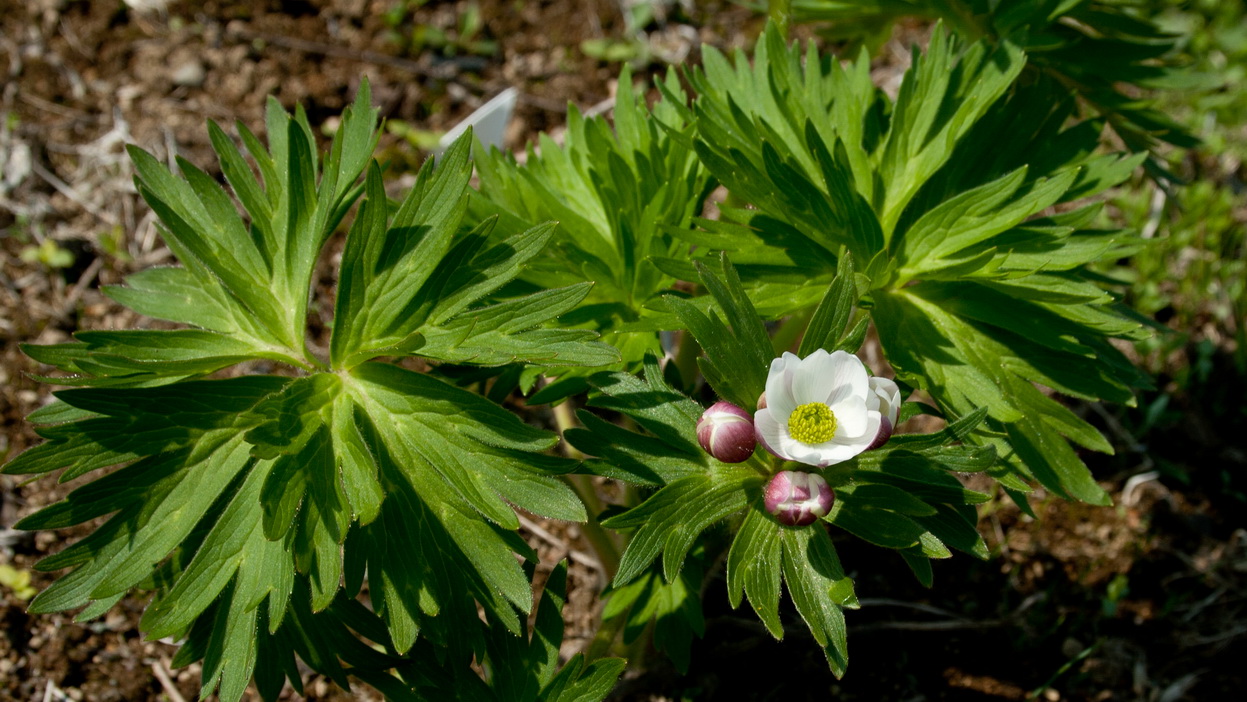 Изображение особи Anemonastrum fasciculatum.