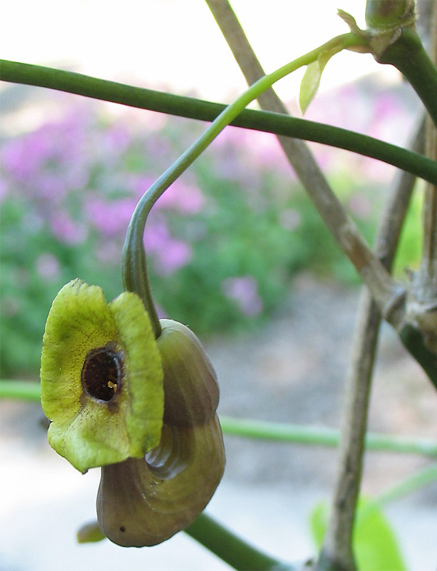 Image of Aristolochia macrophylla specimen.
