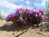 Oxytropis aciphylla