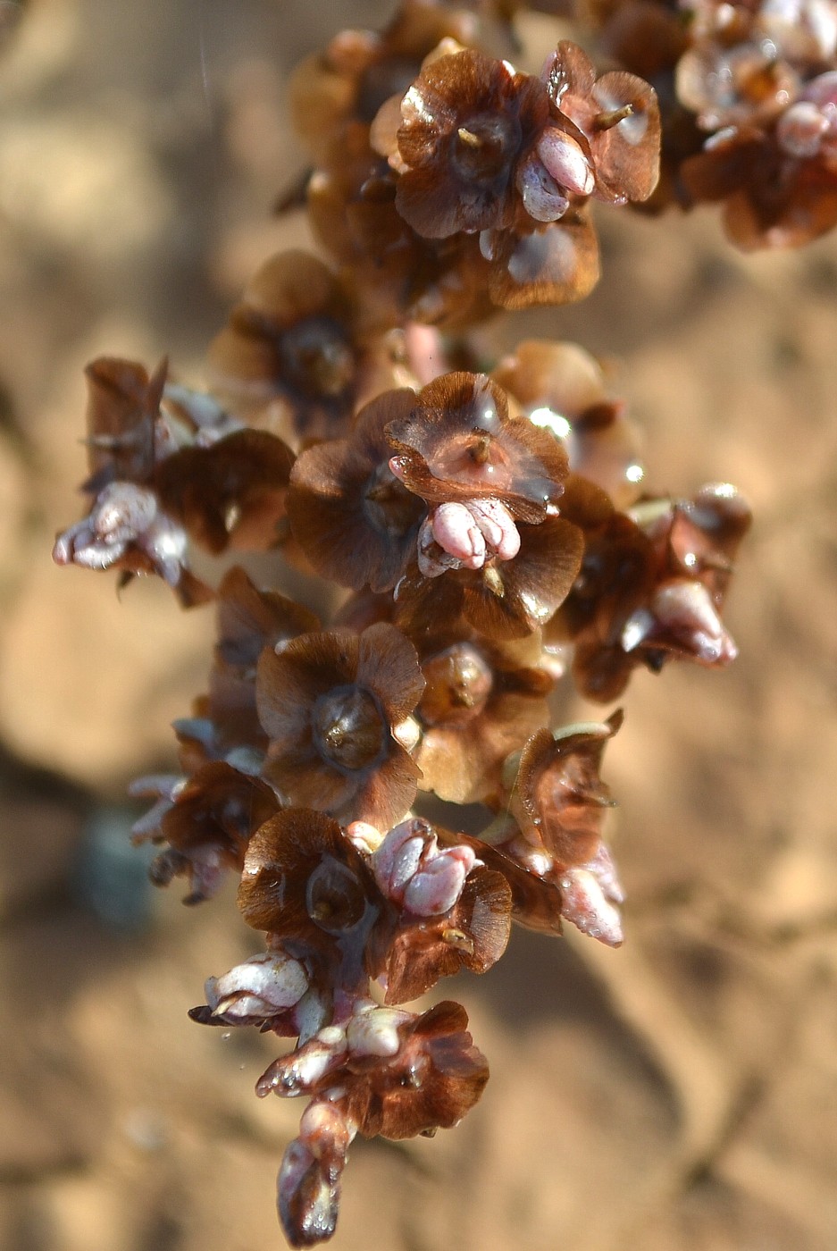 Изображение особи Salsola acutifolia.