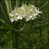 Pleurospermum uralense