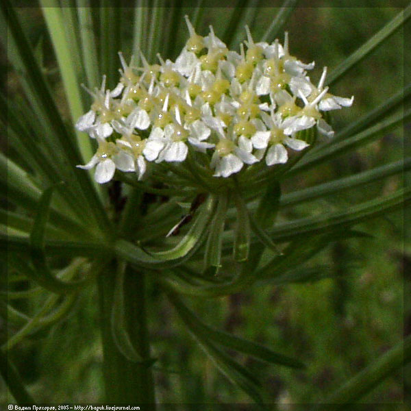 Изображение особи Pleurospermum uralense.