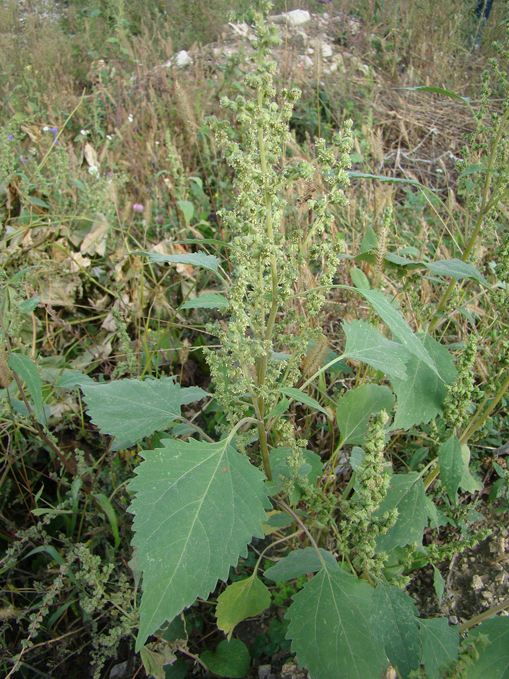 Image of Cyclachaena xanthiifolia specimen.