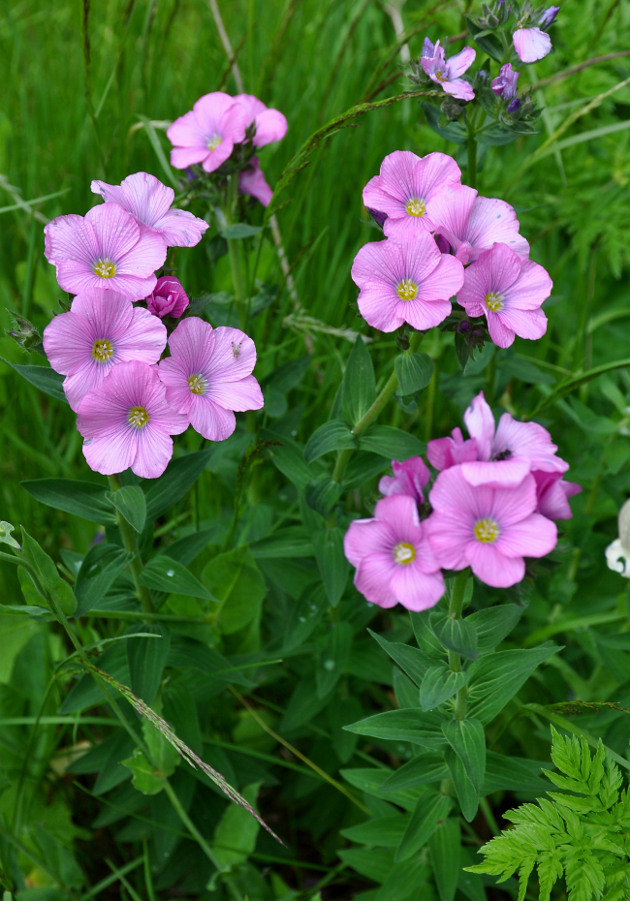 Изображение особи Linum hypericifolium.