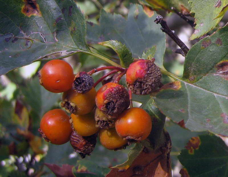 Image of Crataegus pseudosanguinea specimen.