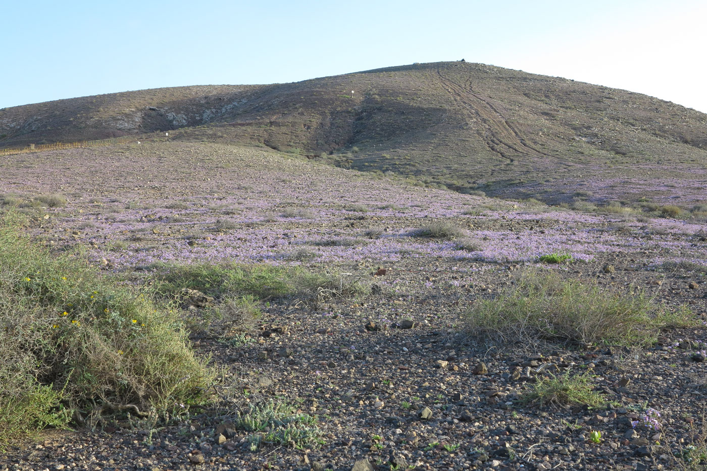 Изображение особи Matthiola fruticulosa var. bolleana.