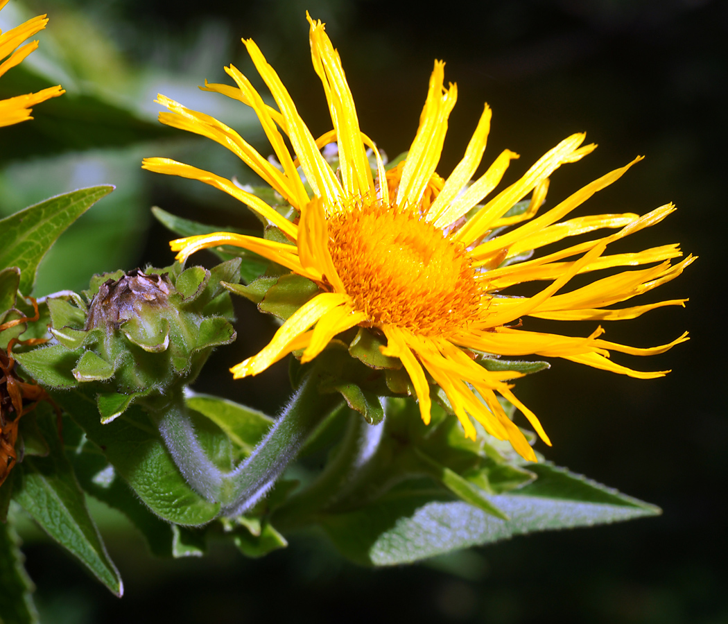 Изображение особи Inula helenium.