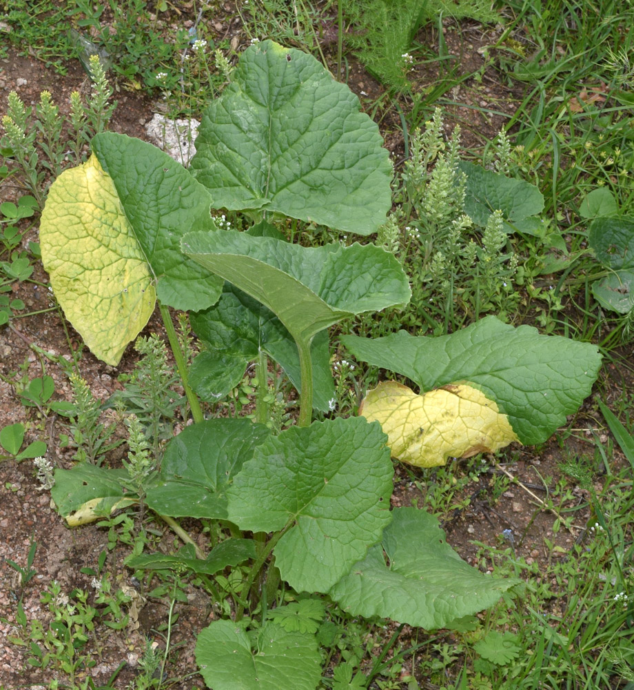 Изображение особи Ligularia thomsonii.