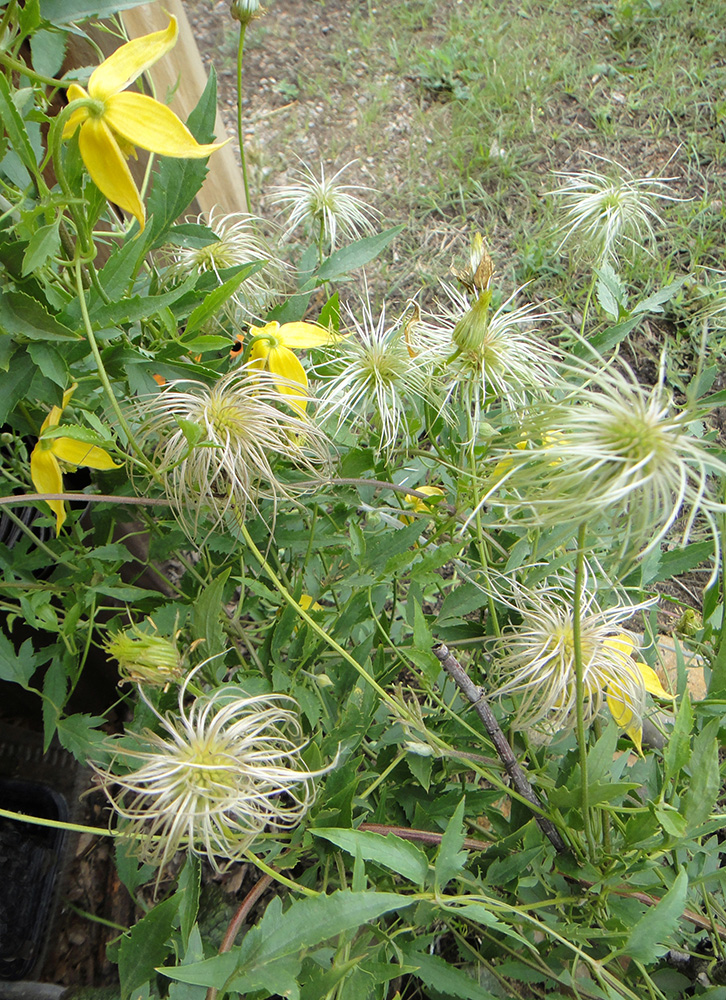 Image of Clematis tangutica specimen.