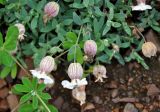 Oberna uniflora. Верхушки побегов с цветками (слева видны листья Lupinus nootkatensis). Исландия, долина Хёйкадалюр, осыпающийся склон. 01.08.2016.