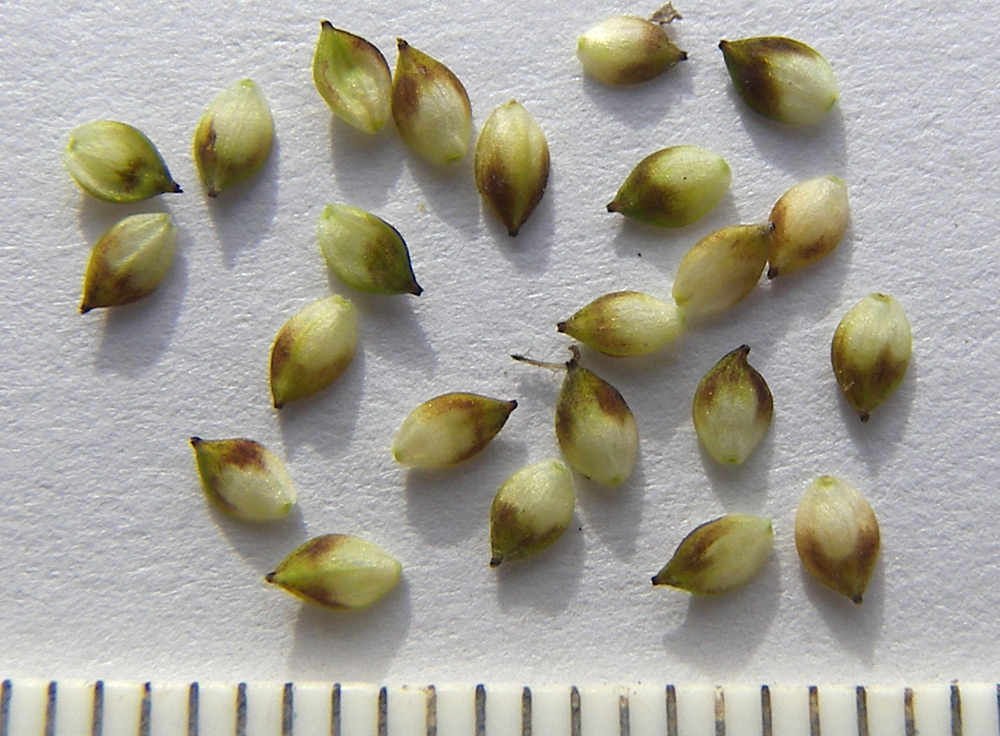 Image of Carex transcaucasica specimen.