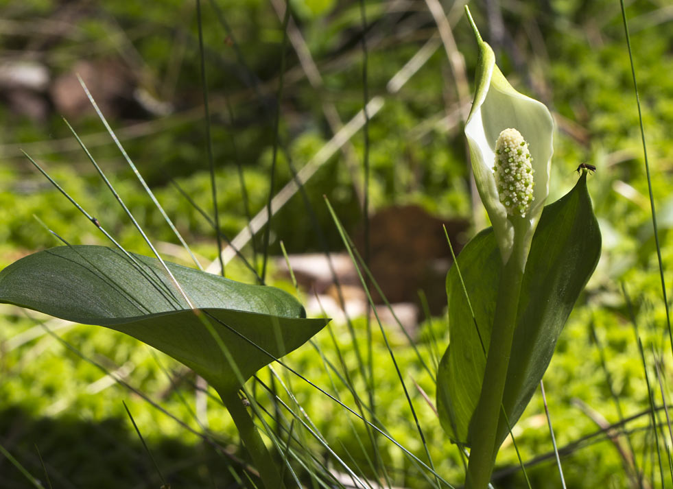 Image of Calla palustris specimen.