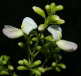 Styphnolobium japonicum. Распускающееся соцветие. Крым, городской округ Феодосия, пгт Коктебель, придомовые посадки. Июль 2016 г.