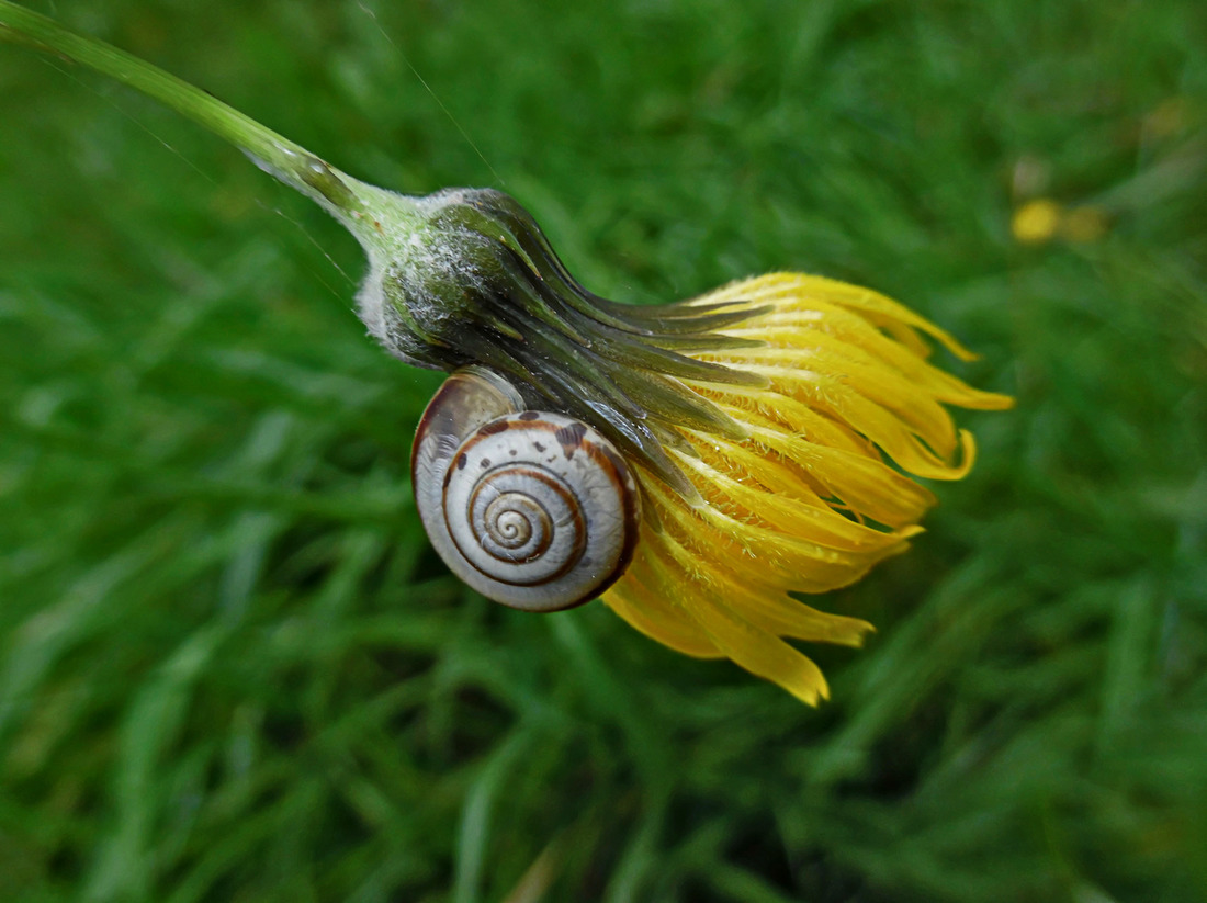 Image of Sonchus oleraceus specimen.