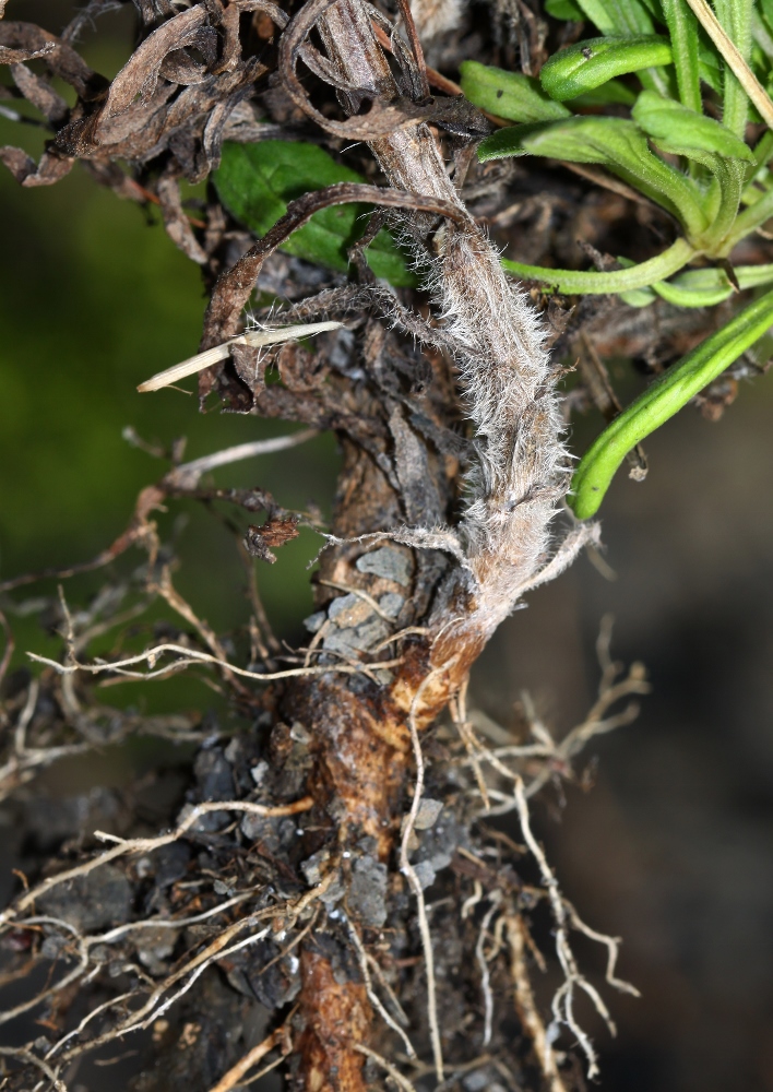 Изображение особи Heteropappus hispidus var. villosus.