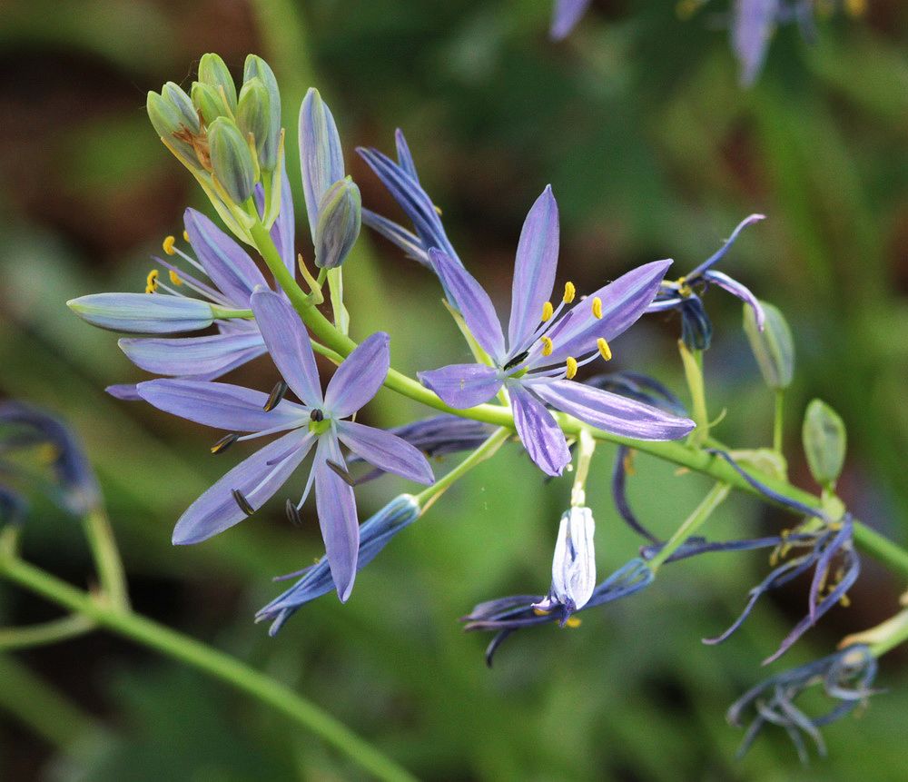 Image of genus Camassia specimen.