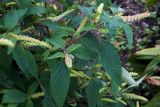Elsholtzia ciliata. Верхушки растений с соцветиями. Владивосток, Ботанический сад. 12.09.2016.