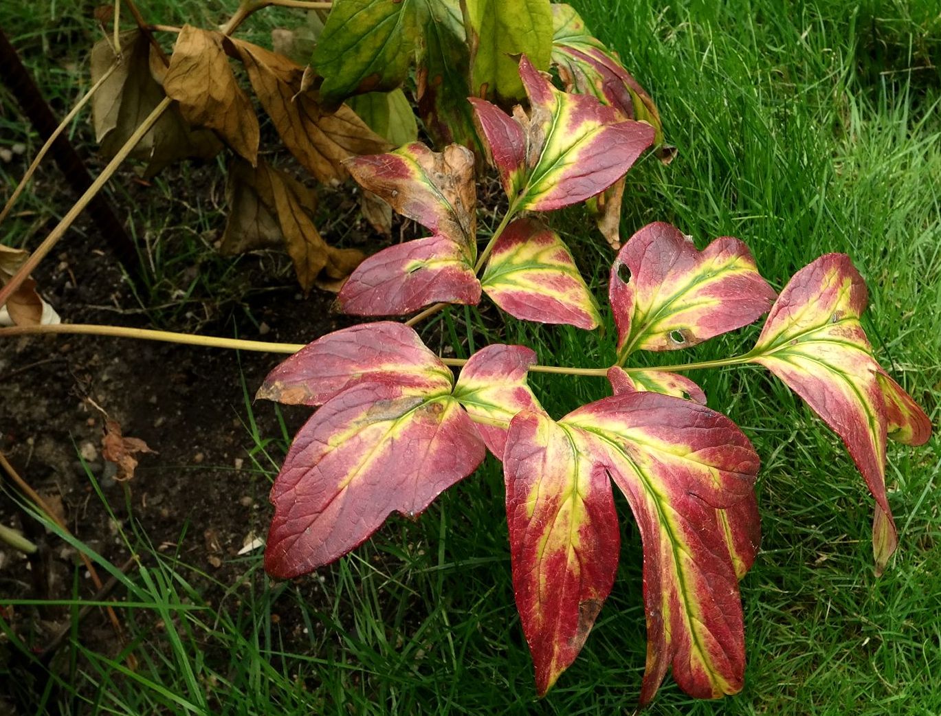 Image of Paeonia suffruticosa specimen.