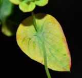 Bupleurum subovatum