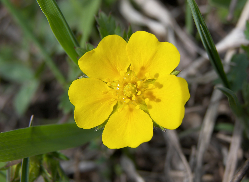Изображение особи Potentilla crantzii.