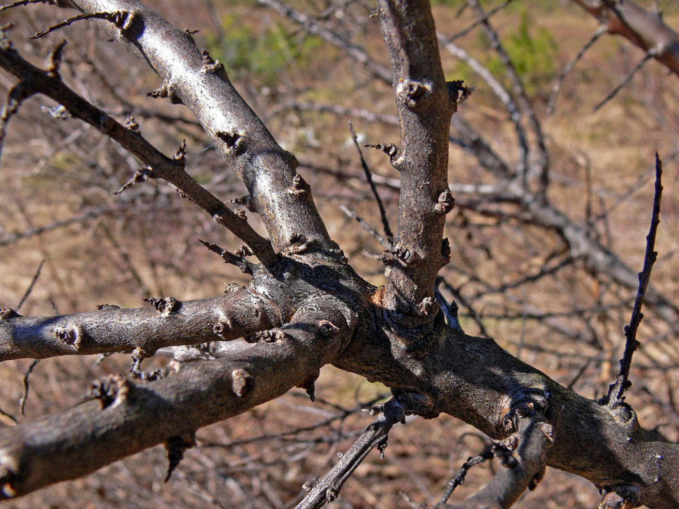 Image of Hippophae rhamnoides specimen.