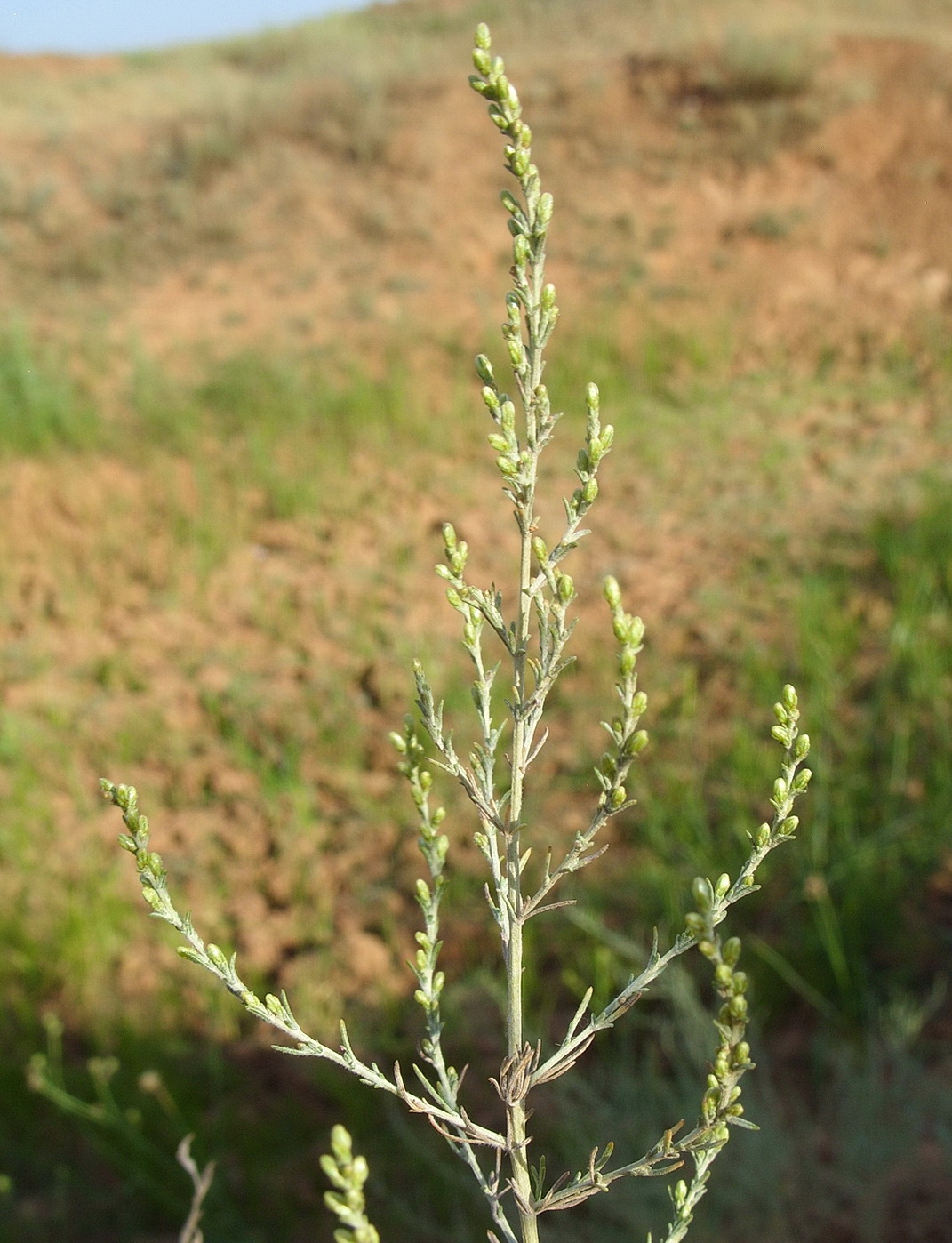 Изображение особи Artemisia nitrosa.