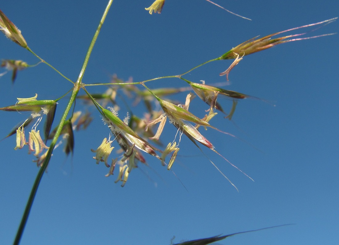 Изображение особи Trisetum flavescens.