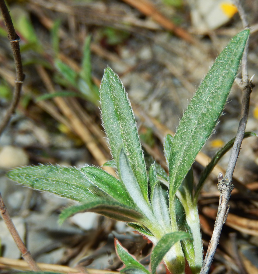 Image of Helianthemum canum specimen.