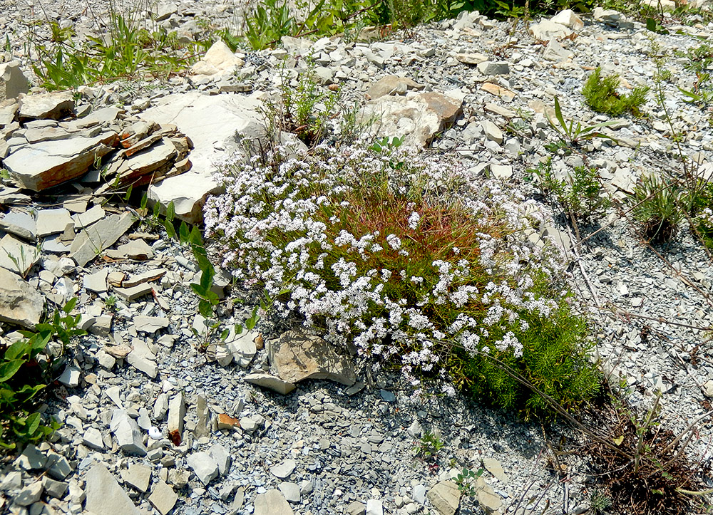 Изображение особи Asperula lipskyana.