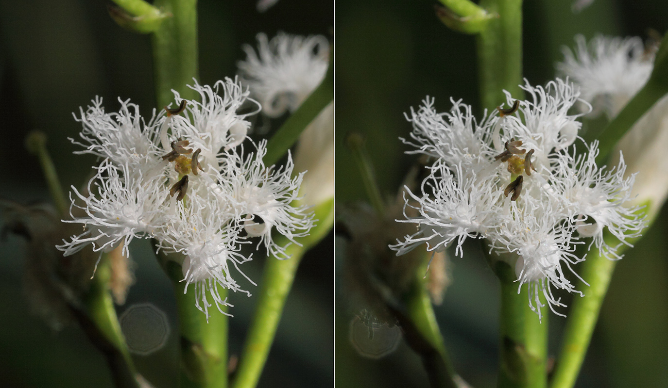 Image of Menyanthes trifoliata specimen.