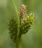 Carex pallescens