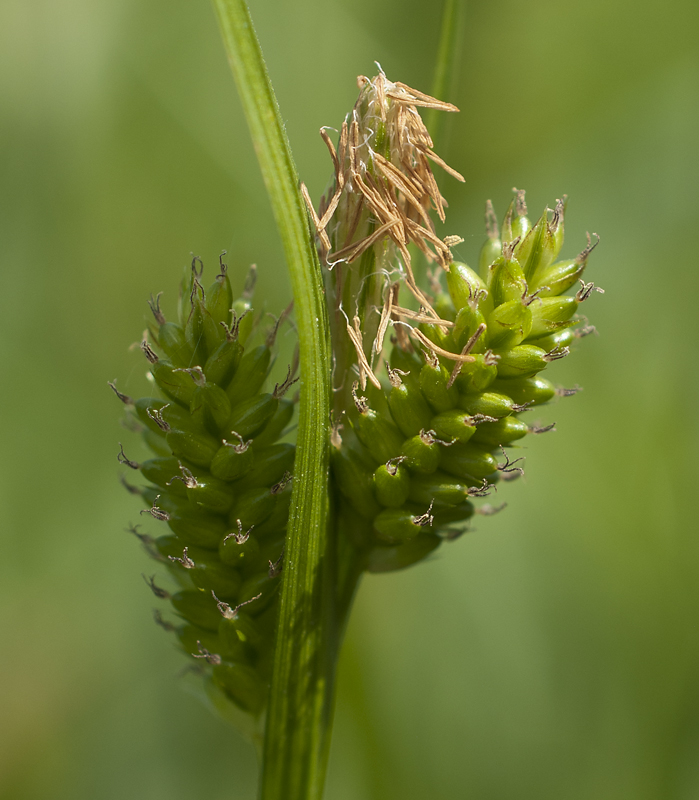 Image of Carex pallescens specimen.