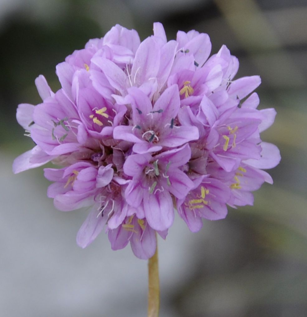 Изображение особи Armeria sancta.