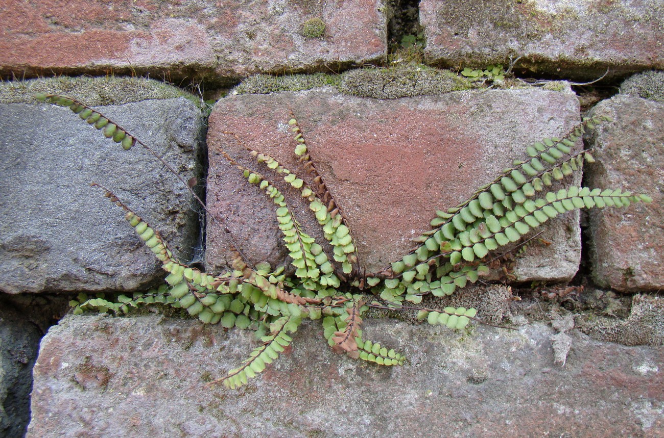 Изображение особи Asplenium trichomanes.