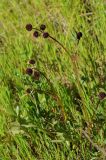 Sanicula bipinnatifida