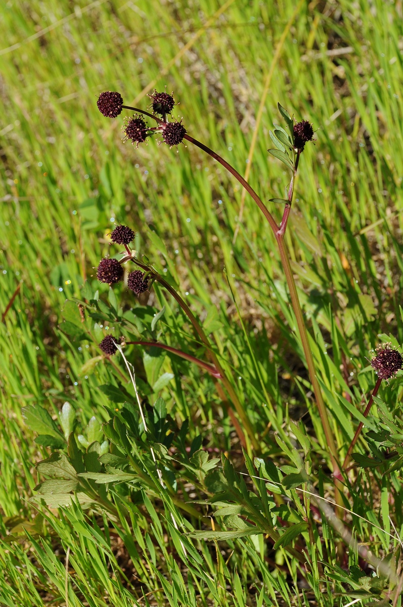 Image of Sanicula bipinnatifida specimen.