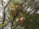 Platycerium bifurcatum. Растение на ветвях дерева. Австралия, северо-восточный Квинсленд, окр. пос. Палума (Paluma), дождевой тропический лес. Конец сухого сезона (сезон gurreng). 29.09.2009.