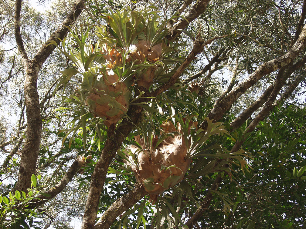 Изображение особи Platycerium bifurcatum.