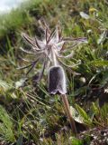 Pulsatilla bohemica