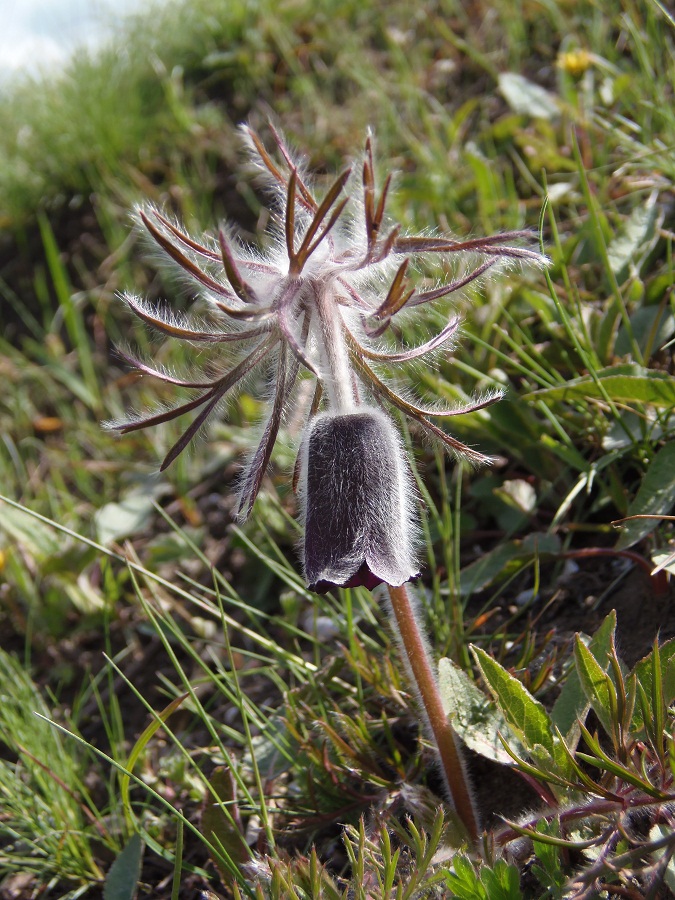 Изображение особи Pulsatilla bohemica.