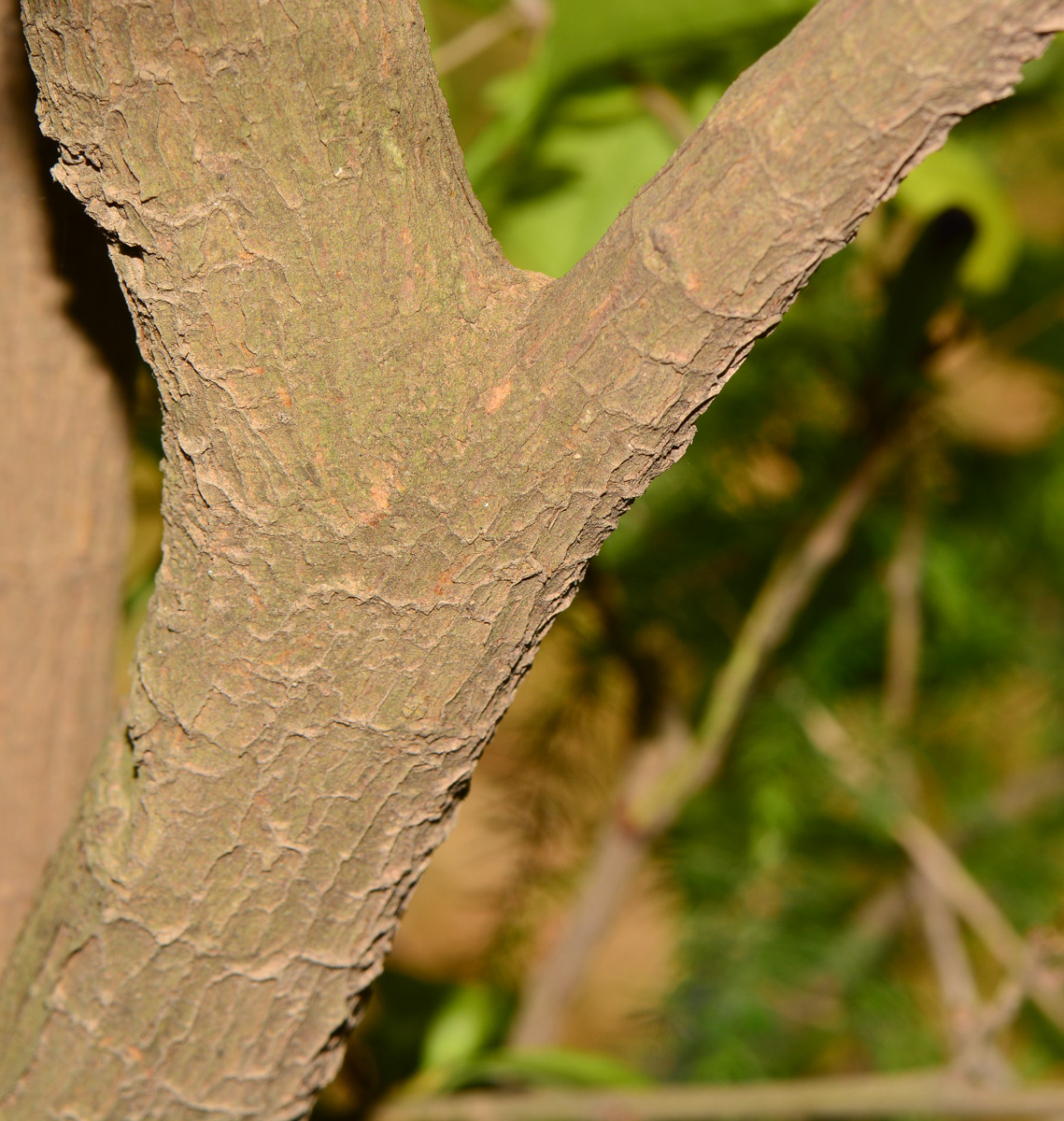 Image of Brunfelsia pauciflora specimen.
