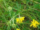 Medicago falcata